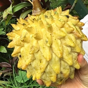 Rollinia Deliciosa Seeds