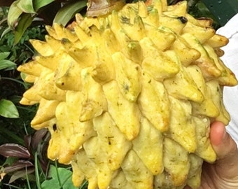 Rollinia Deliciosa Seeds