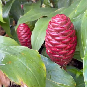 Shampoo Ginger Rhizomes