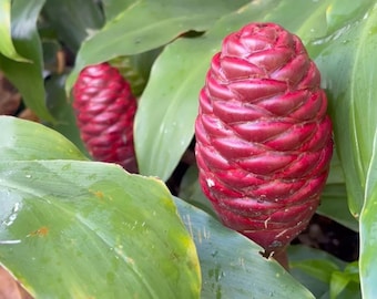 Shampoo Ginger Rhizomes