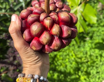 Kadsura Seeds: Rare Tropical Fruit Vine