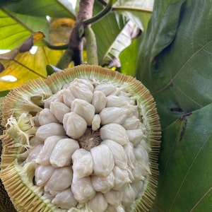 Marang Fruit Seeds (RARE)
