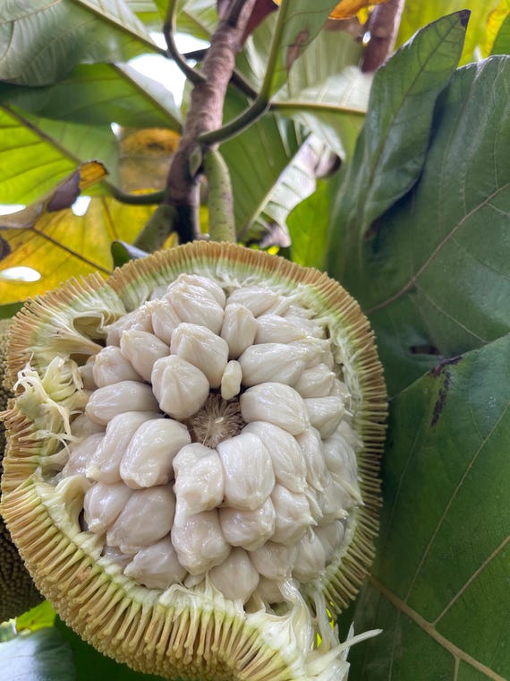 maramフルーツ Marang Fruit Seeds (RARE) - Etsy