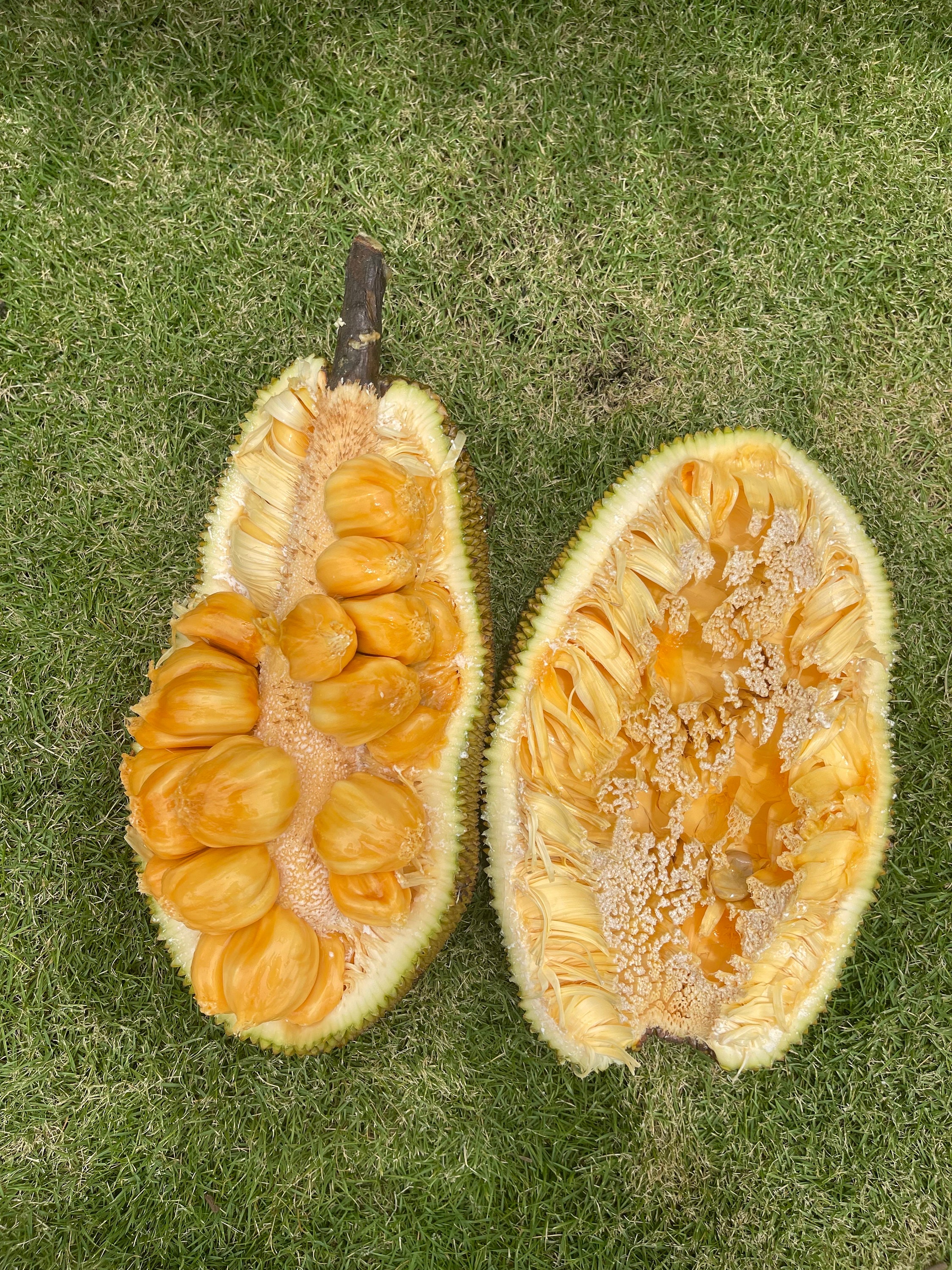 Cempedak Seeds (RARE) - Etsy