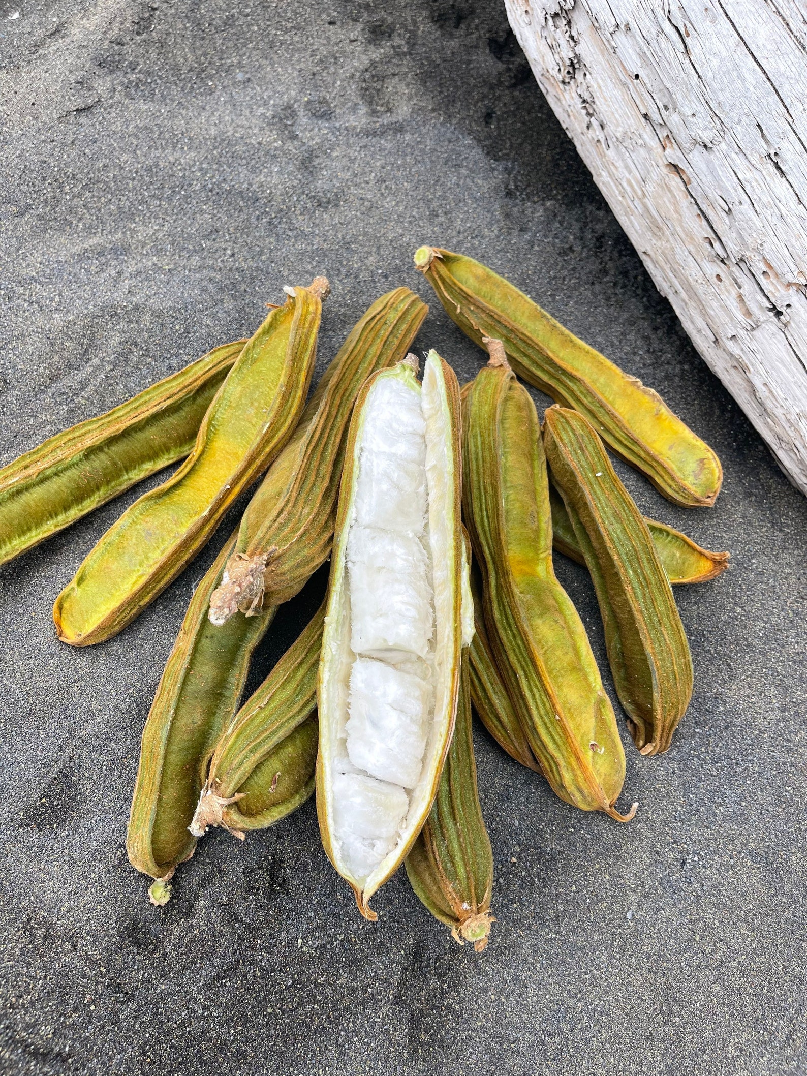 Ice Cream Bean Seeds Etsy