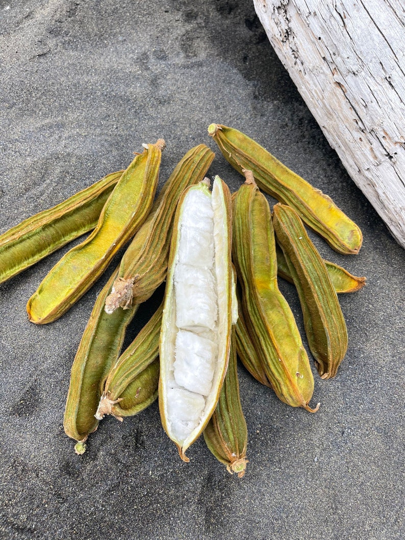 Ice Cream Bean Seeds Etsy