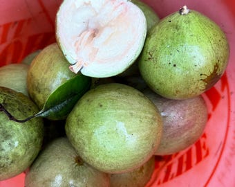 Green star apple seeds