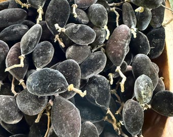 black velvet tamarind seeds