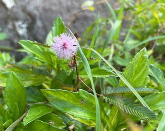 Sleepy Grass Seeds (mimosa pudica)