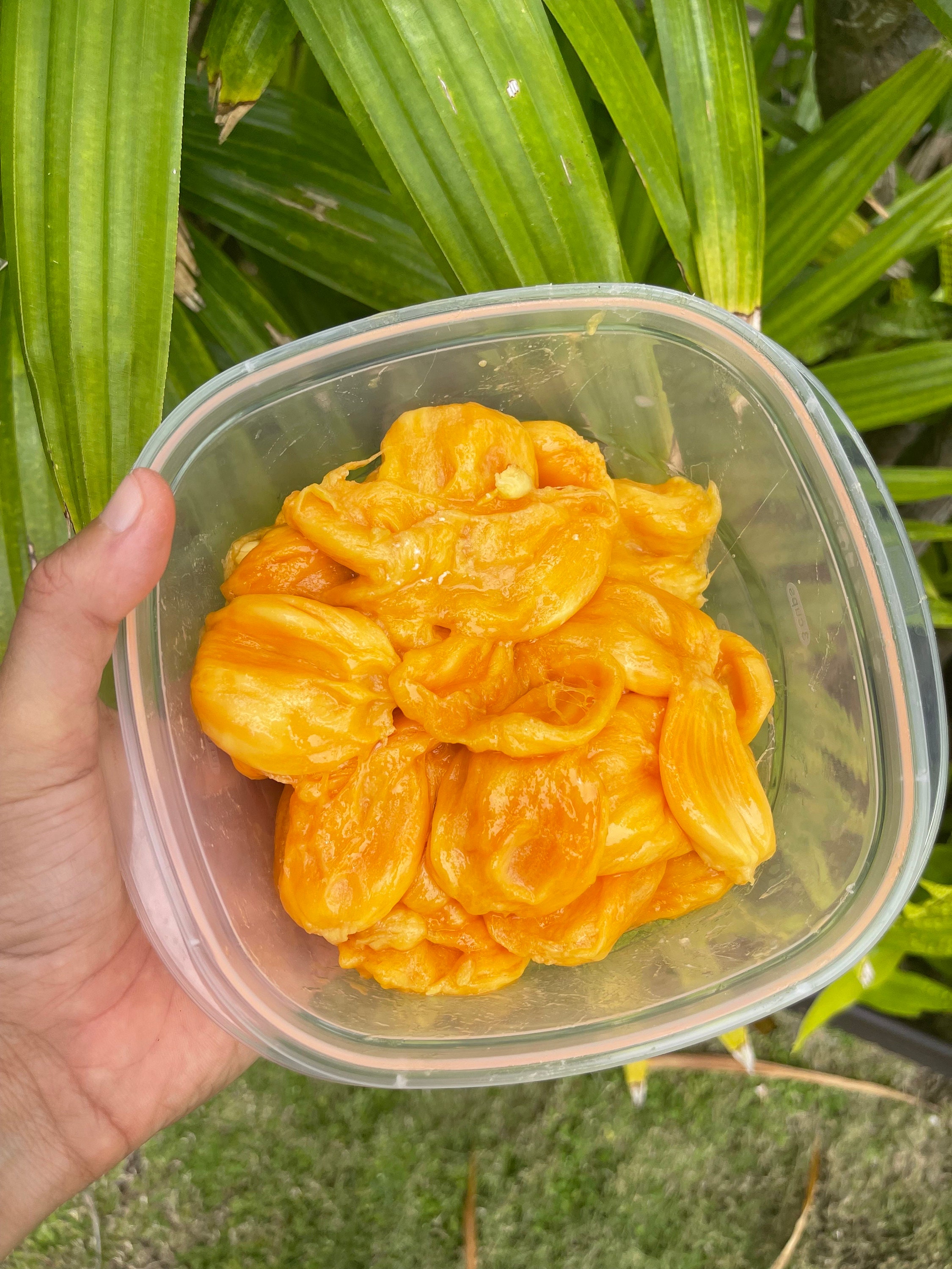 Cempedak Seeds (RARE) - Etsy