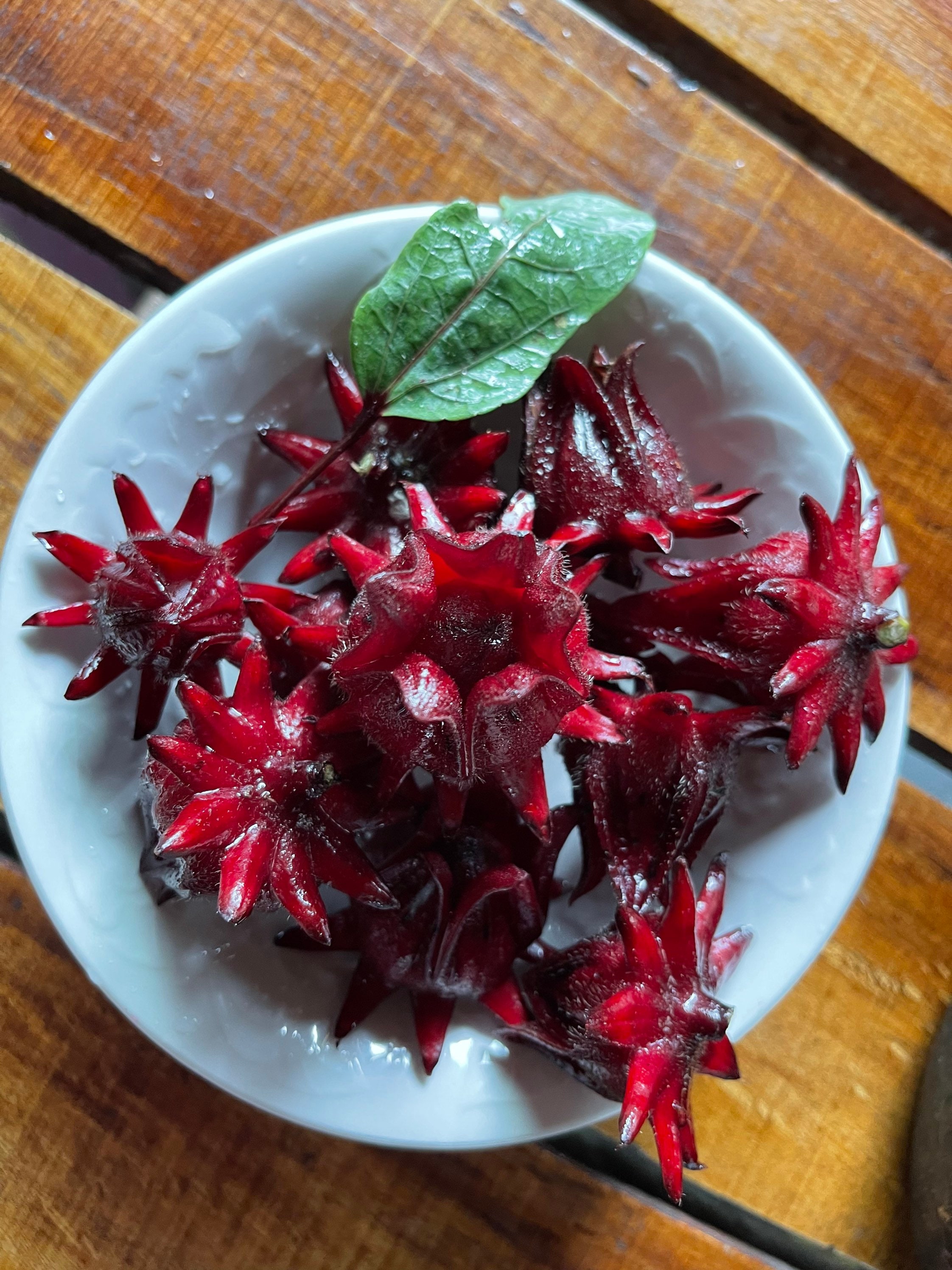 Roselle Hibiscus Seeds - Etsy