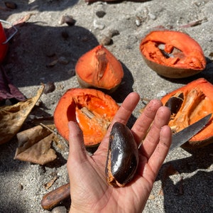 RARE Mamey Sapote Seeds