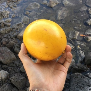 Abiu Seeds (rare)
