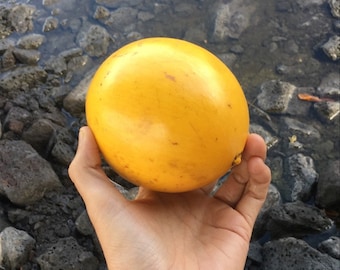 Abiu Seeds (rare)
