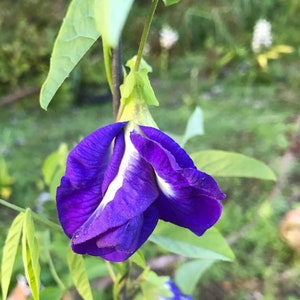 K&ouml;nnte beinhalten: Nahaufnahme einer leuchtend violetten und wei&szlig;en Bl&uuml;te mit zarten Bl&uuml;tenbl&auml;ttern. Die Bl&uuml;te h&auml;ngt kopf&uuml;ber an einem gr&uuml;nen Stiel.