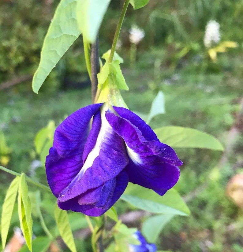 Butterfly Pea Flower Seeds Etsy