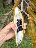 Ice Cream Bean Seeds