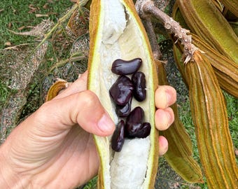 Ice Cream Bean Seeds
