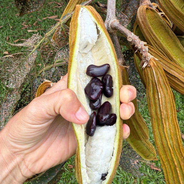 Ice Cream Bean Seeds