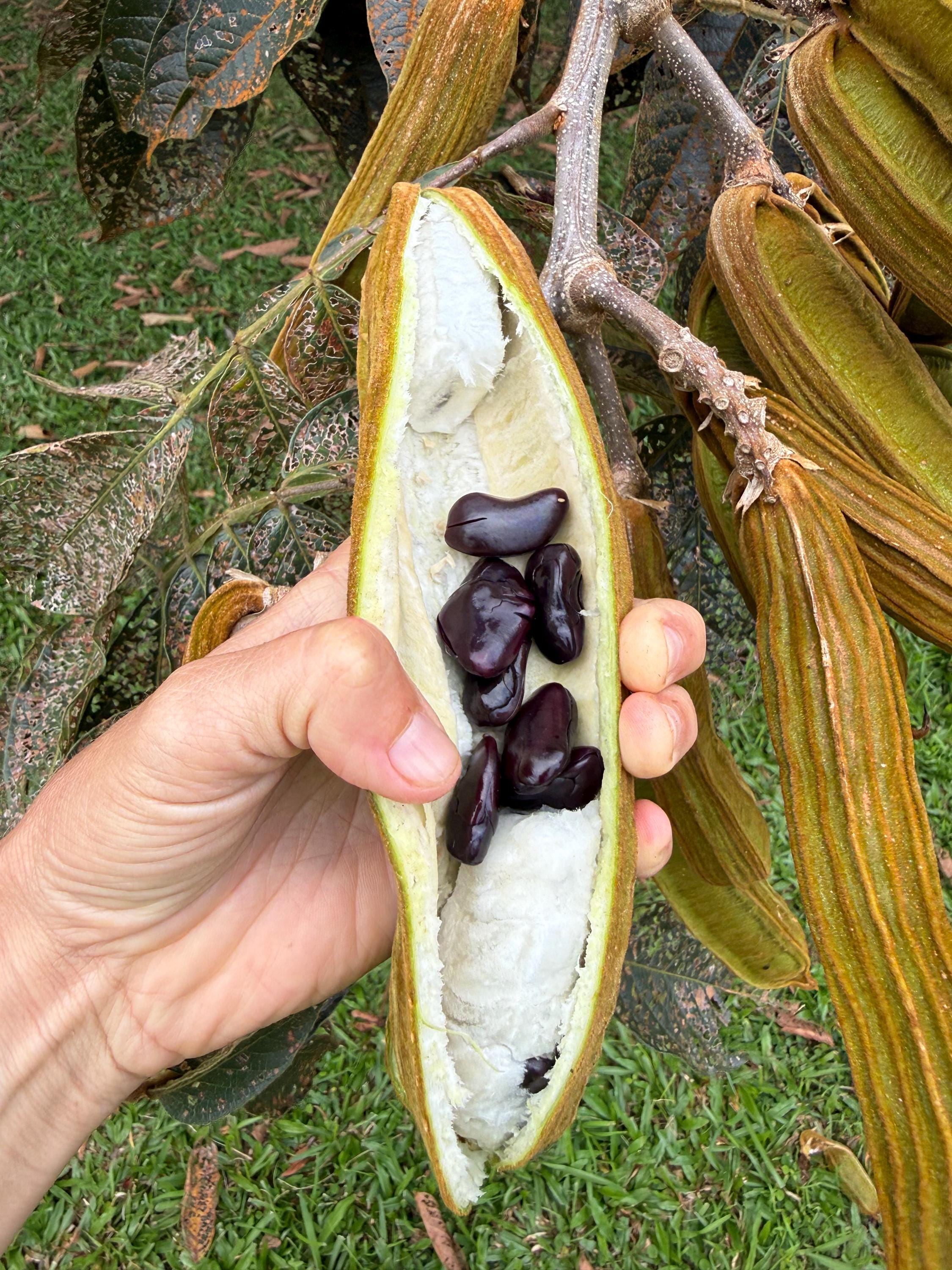ice cream bean plant Ice Cream Bean | Rare Fruit Tree main image 1