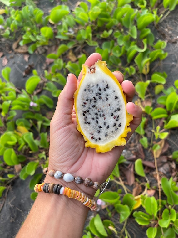 Yellow dragonfruit Seeds