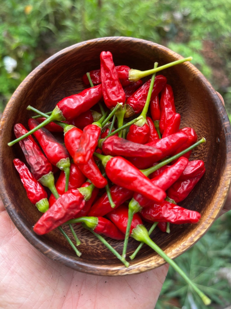 Hawaiian Chili Pepper Seeds Etsy