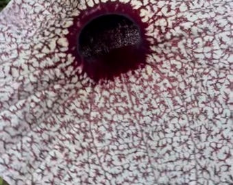 Duck Flower Seeds
