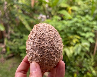 Mammee Apple Seed
