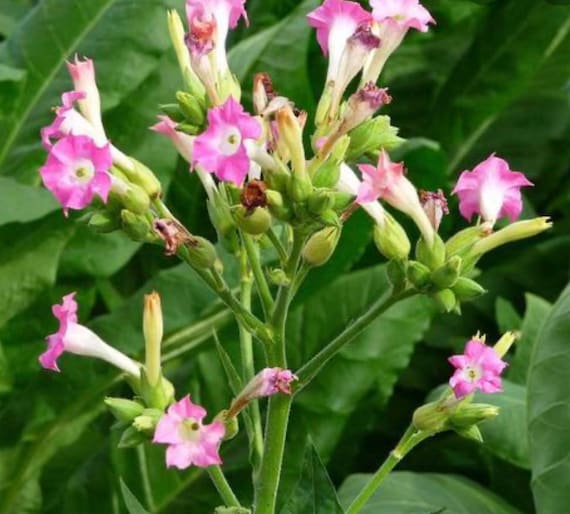 pink tobacco Grand Rouge Fort (Nicotiana tabacum) Tobacco Seeds - Organically Grown,