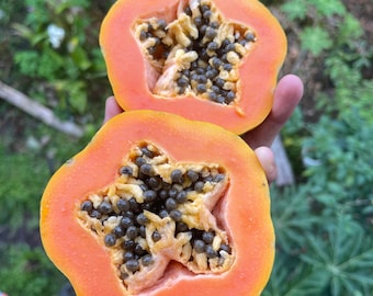 Hawaiian Papaya Seeds, Organically Grown