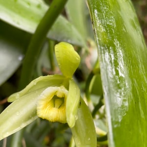 Vanilla orchid cuttings
