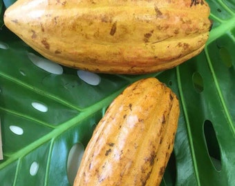 CACAO seeds