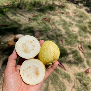 May include: Two halves of a guava fruit, one whole guava fruit, all on a hand. The guava fruit is green and yellow with a white flesh.