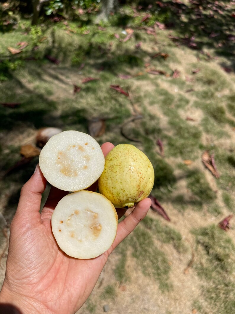 May include: Two halves of a guava fruit, one whole guava fruit, all on a hand. The guava fruit is green and yellow with a white flesh.