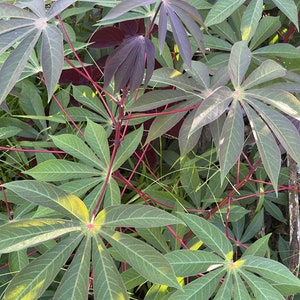 Cassava cuttings