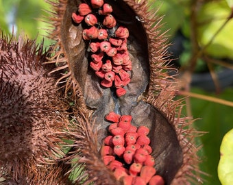 Annato/ Achiote Seeds (lipstick plant)
