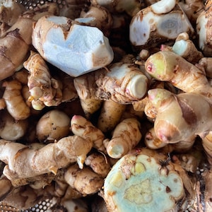 BLACK TURMERIC RHIZOMES