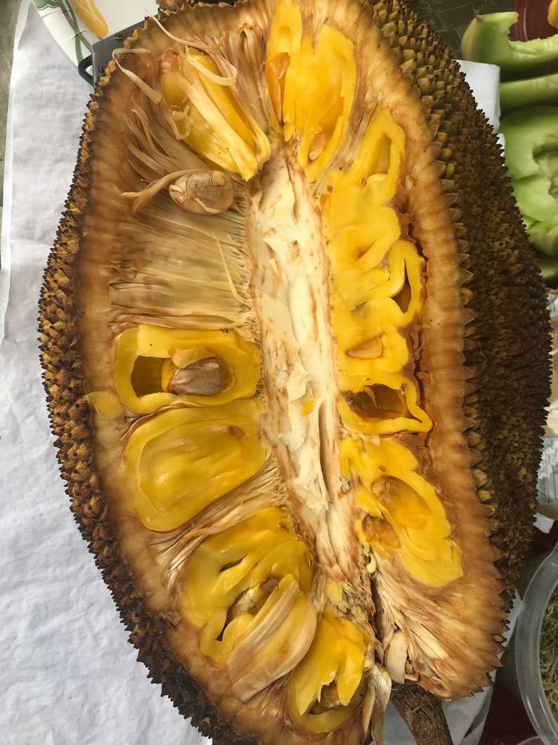 Jackfruit Seeds Etsy