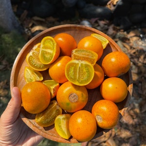 Naranjilla Seeds