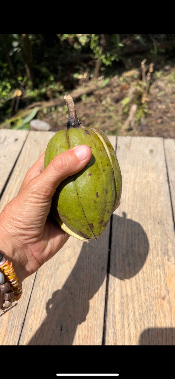 Money Tree Plant Seeds