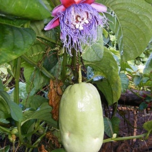 GIANT PASSIONFRUIT SEEDS