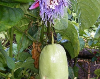 GIANT PASSIONFRUIT SEEDS