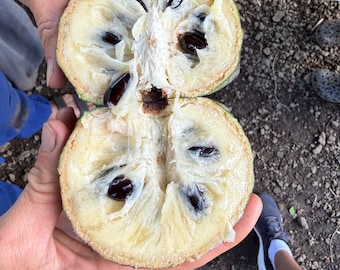 Poshte (Annona scleroderma) Seeds (organic & rare)