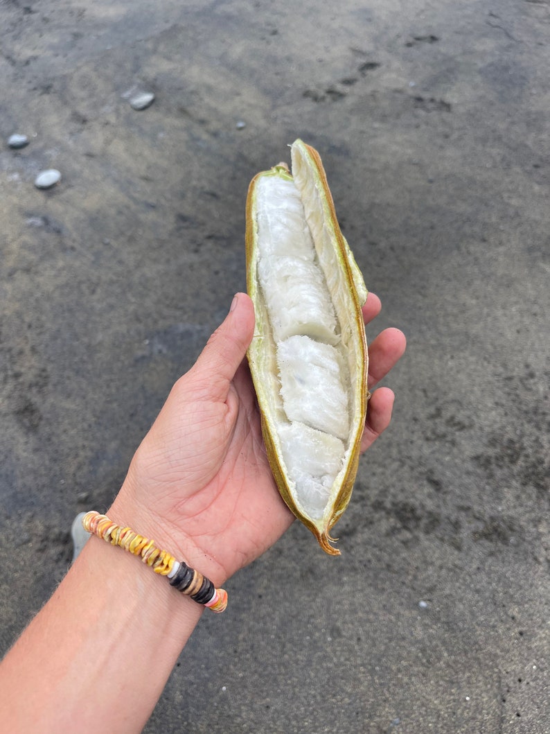 Ice Cream Bean Seeds Etsy