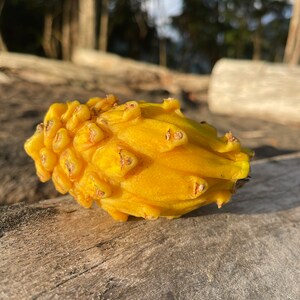 以下が含まれることがあります： でこぼこした質感と緑色のアクセントのある黄色のドラゴンフルーツ