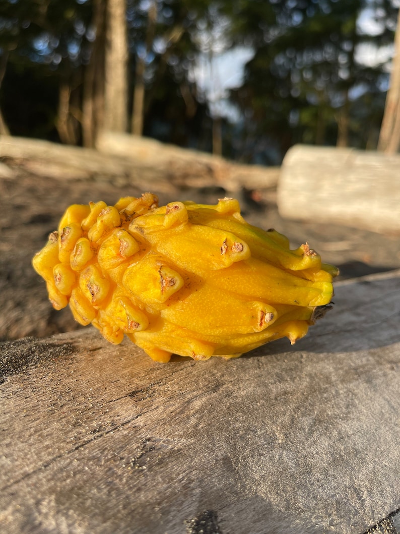 以下が含まれることがあります： でこぼこした質感と緑色のアクセントのある黄色のドラゴンフルーツ