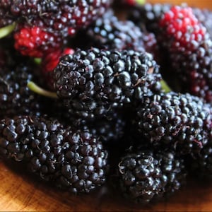 Tropical Mulberry Cuttings