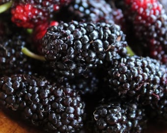 Tropical Mulberry Cuttings