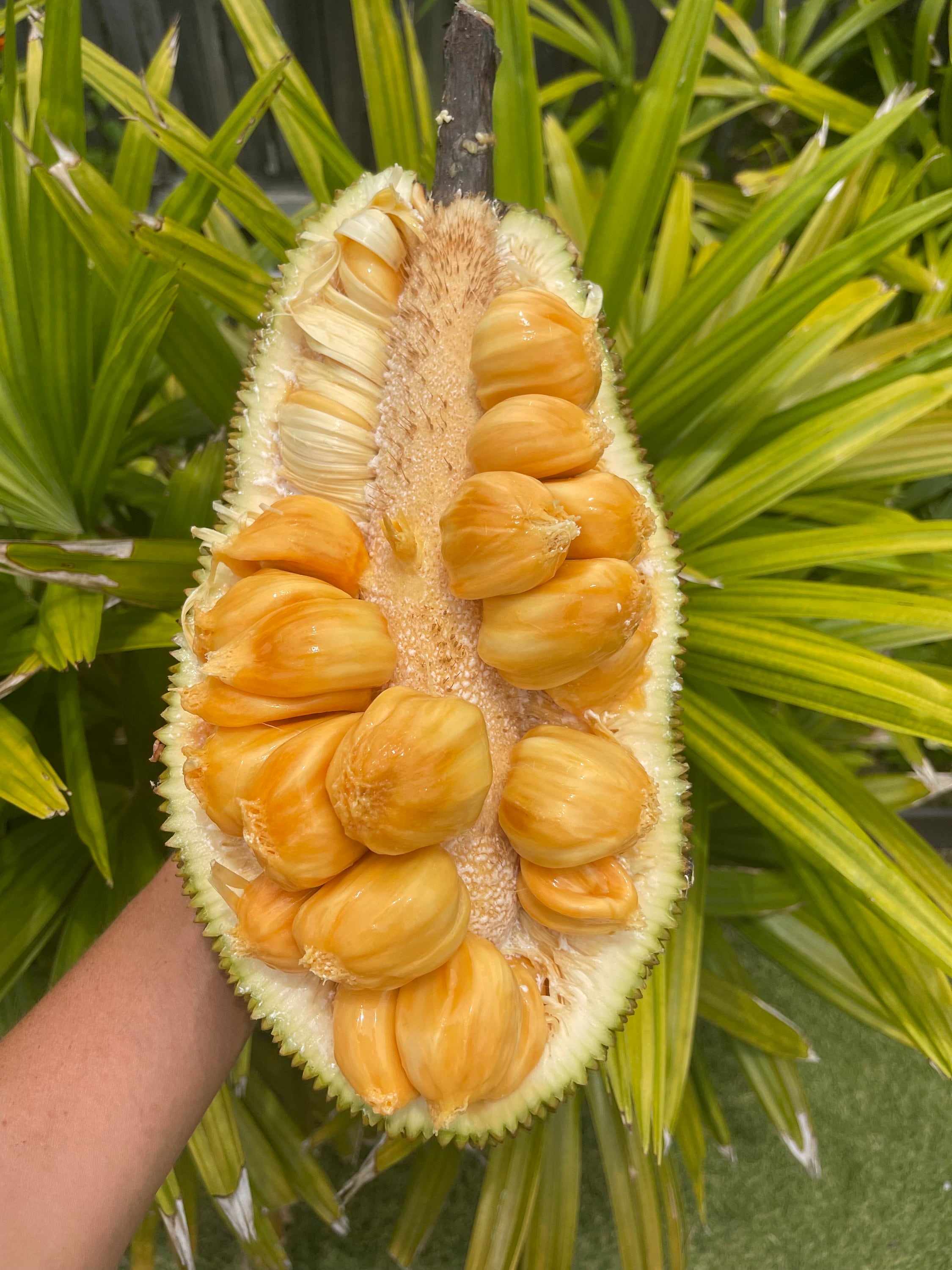 Cempedak Seeds (RARE)