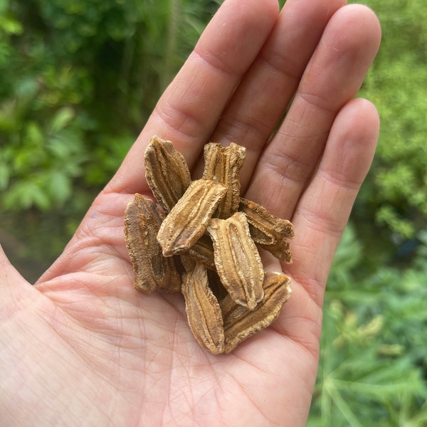 Giant African Gourd seeds